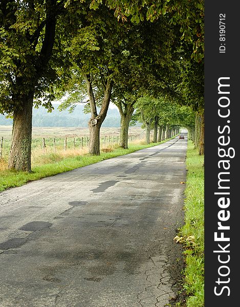 The green trees and road in Poland