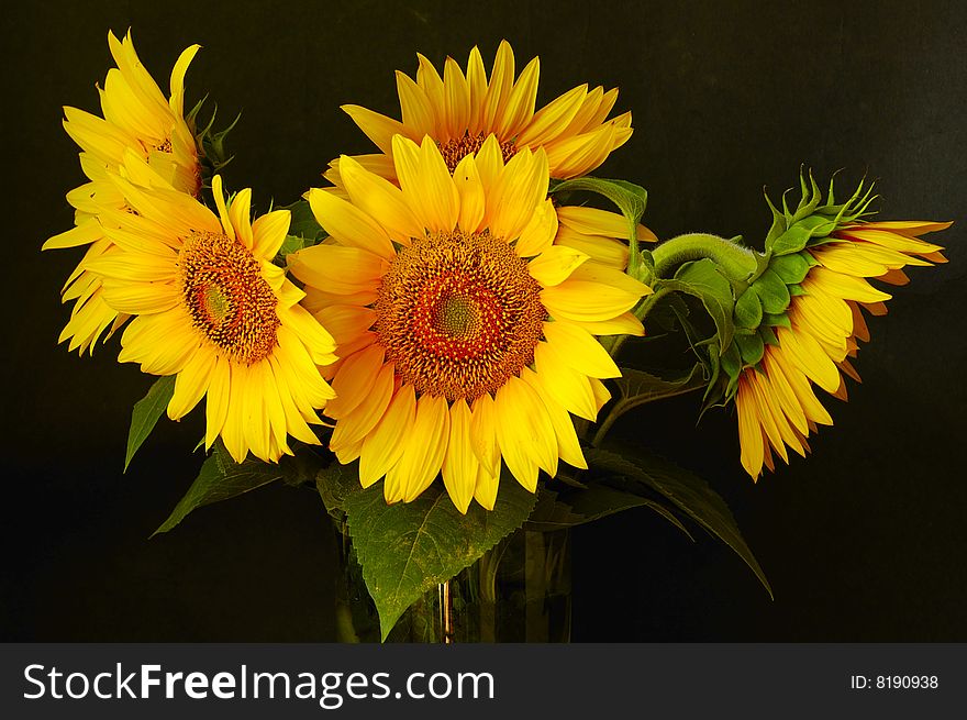 Five sunflowers in vase on black. Five sunflowers in vase on black