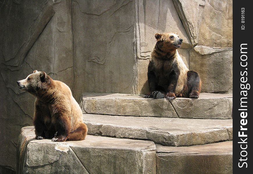 The Bears