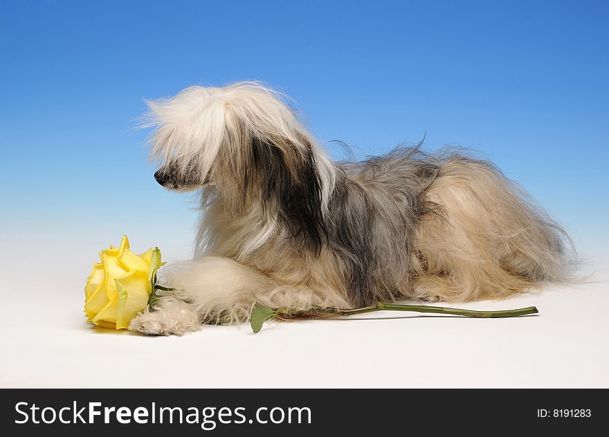 Funny lying dog with  yellow rose. Funny lying dog with  yellow rose