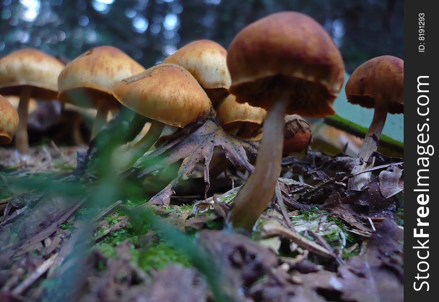 Detail of nice mushrooms in forest