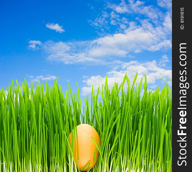 Egg in the grass, blue sky