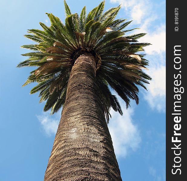 Looking up along the trunk of a palm tree. Looking up along the trunk of a palm tree.