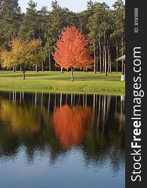 Reflection Of Maple Tree,autumn