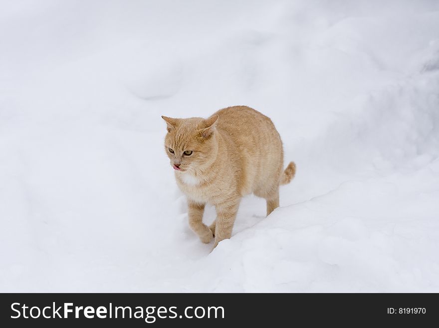 Cat in the winter environment