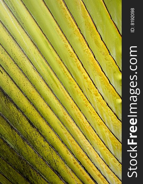 Fresh green palm leaves abstract background