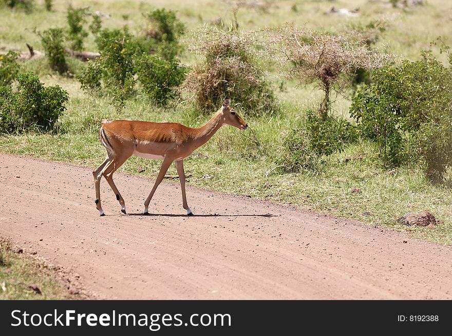Impala - medium-sized African antelope. Impala - medium-sized African antelope.