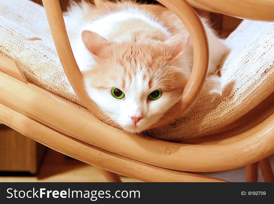 Ginger cat with green eye sitting in a rocking chair and looking curiousely :-). Ginger cat with green eye sitting in a rocking chair and looking curiousely :-)