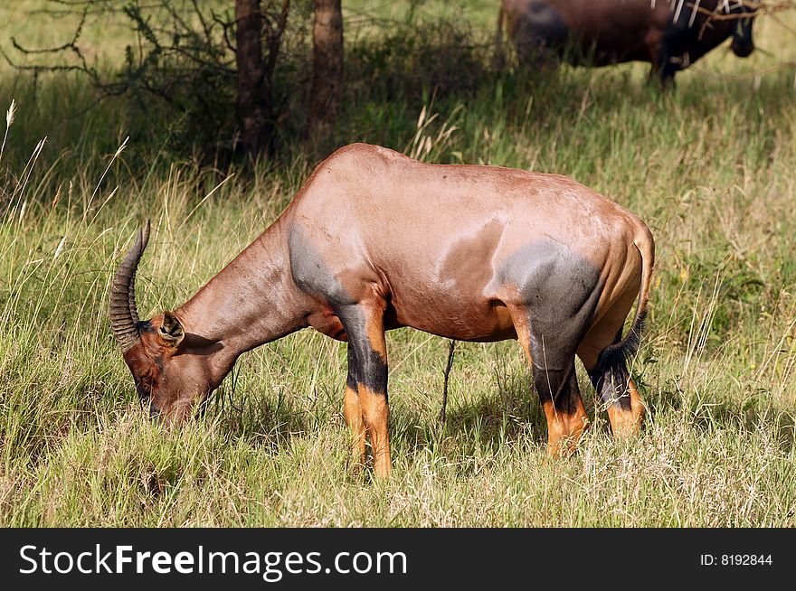 Topi - medium-sized African antelope. Topi - medium-sized African antelope