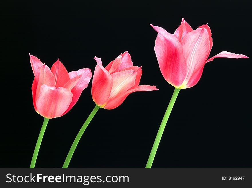 Three pink and white tulips swaying in the breeze against a black background