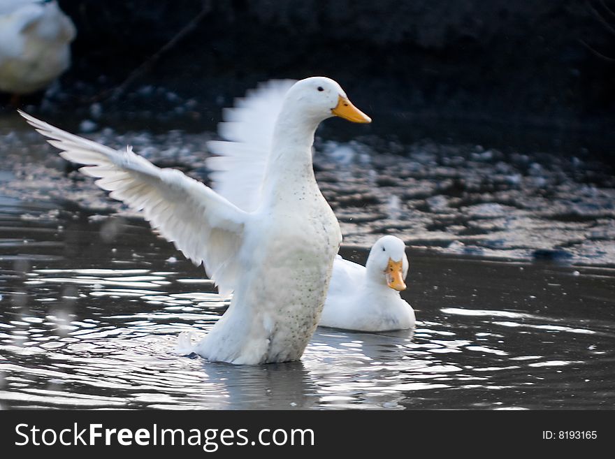 White ducks in a pool of water