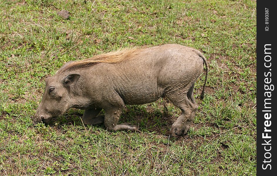 African warthog