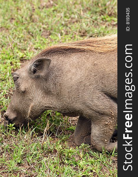 The warthog - wild member of the pig family that lives in Africa. The warthog - wild member of the pig family that lives in Africa.