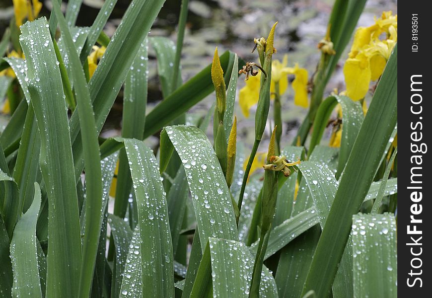 Yellow Iris with rain drops