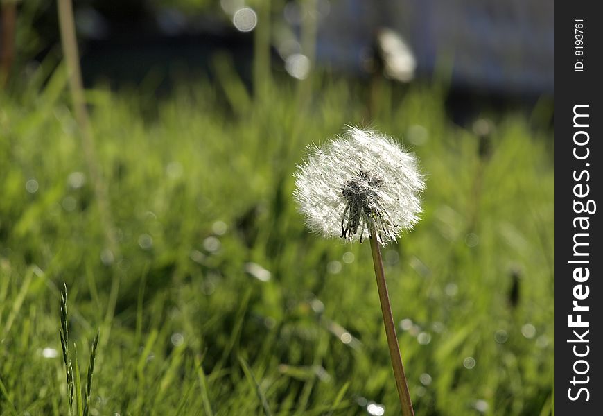 White dandelion on the meadow