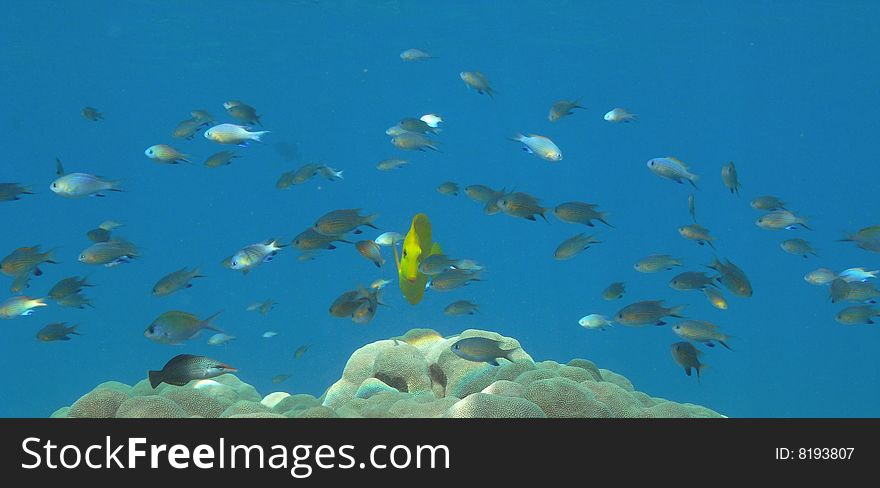 Yellow Tang and Chromis school at Ahihi Kinau, Maui. Yellow Tang and Chromis school at Ahihi Kinau, Maui