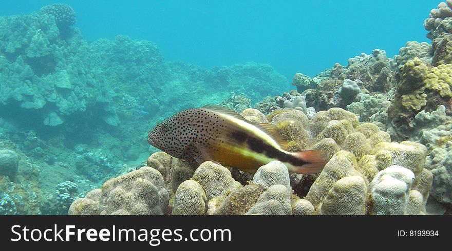 Hawkfish, Snorkeling Honolua Bay, Maui. Hawkfish, Snorkeling Honolua Bay, Maui.