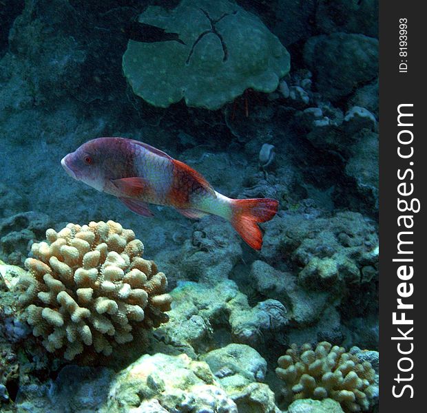 Island Goatfish, Snorkeling Ahihi Kinau, Maui.