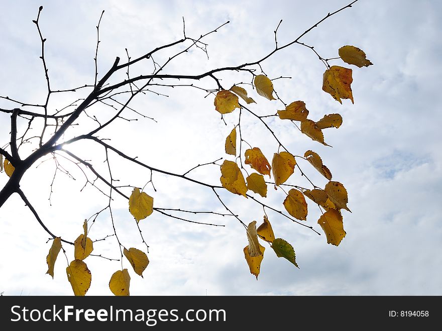 Autumn tree under a wind, leaves wave and fall down. Autumn tree under a wind, leaves wave and fall down.