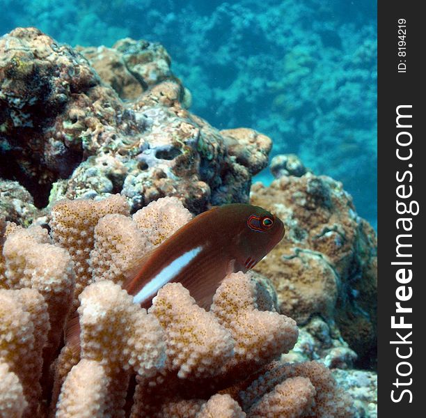 An Arc-Eye Hawkfish resting on Cauliflower Coral in Ahihi Kinau Marine Preservation, Maui.