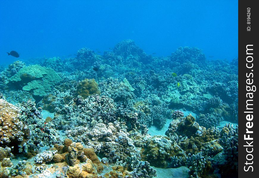 Coral Formations