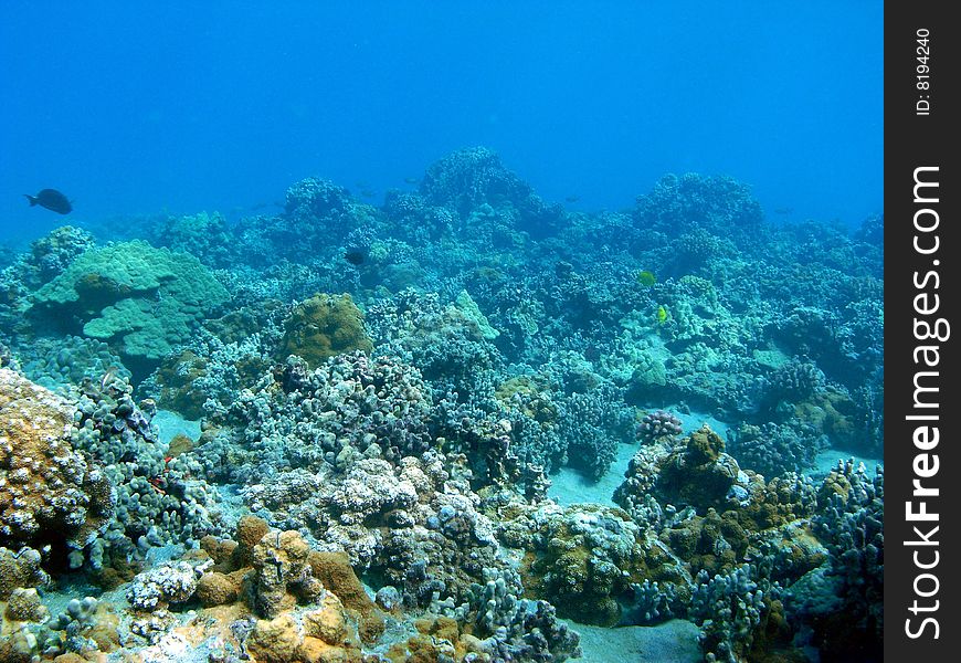 A view of the coral & sponge fields in The Dumps area of Ahihi Kinau Marine Preservation, Maui. A view of the coral & sponge fields in The Dumps area of Ahihi Kinau Marine Preservation, Maui.