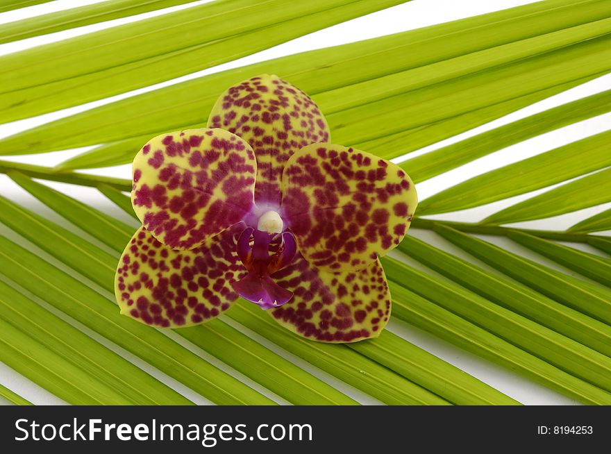 Palm leaf and beautiful orchid . Isolated over white