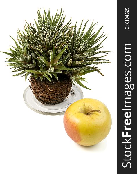 There is a green and dry decorative plant and the juicy yellow apple. There is a green and dry decorative plant and the juicy yellow apple