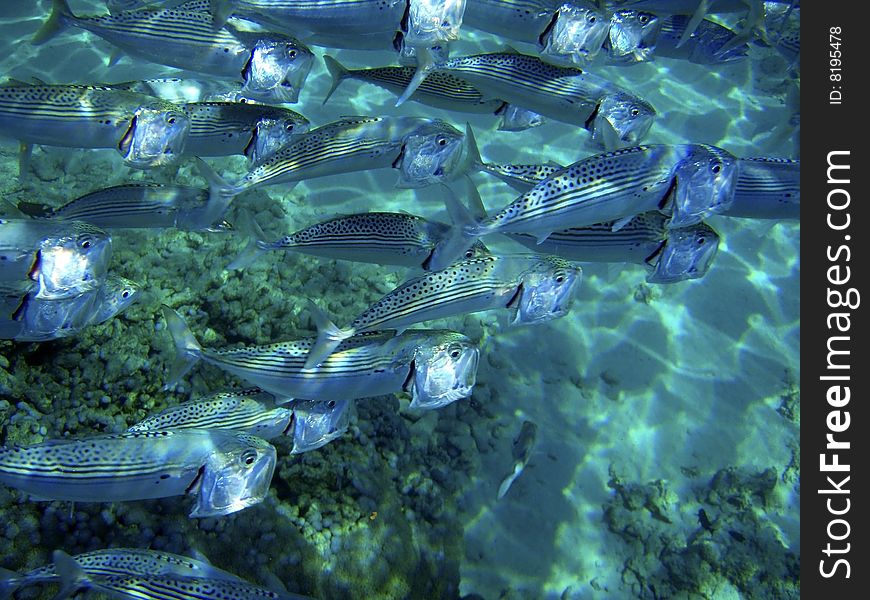 Close up of fish school.