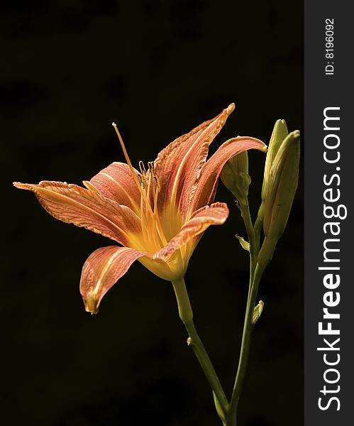 Day lily isolated on black