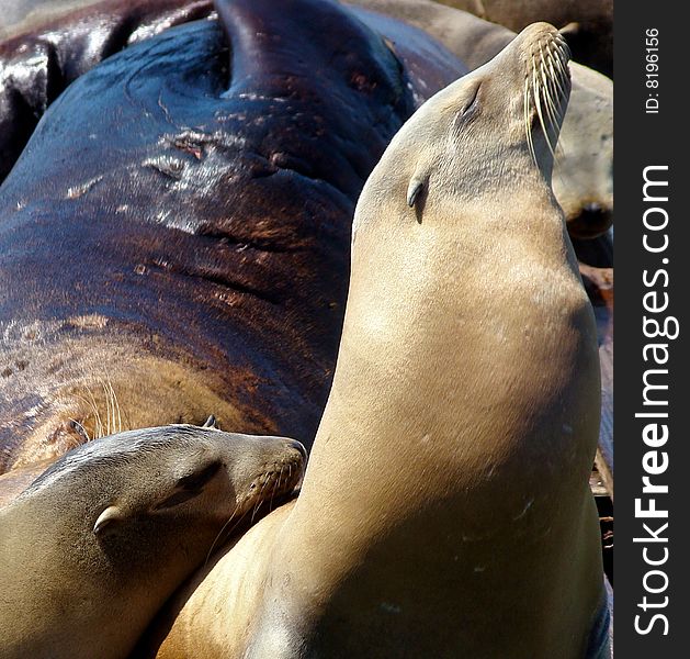 Two sea lions staying close. Two sea lions staying close