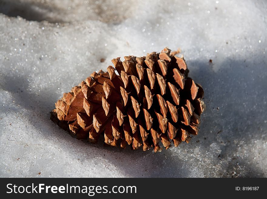 Close up of a pine cone on snow