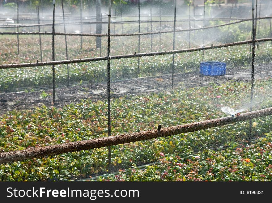 Watering of rose growth, Ratchaburi province, Thailand. Watering of rose growth, Ratchaburi province, Thailand.