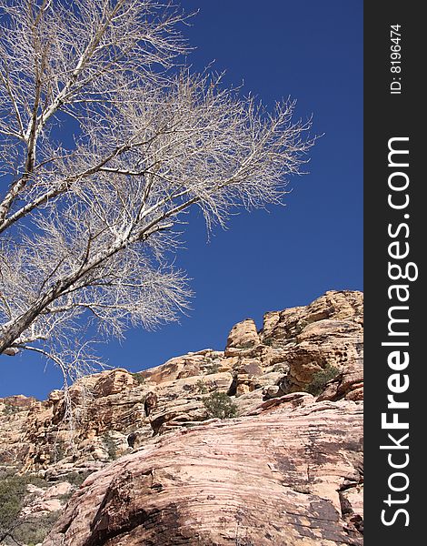 Bare White Branches Under a Vivid Blue Sky Near Stone Cliff. Bare White Branches Under a Vivid Blue Sky Near Stone Cliff