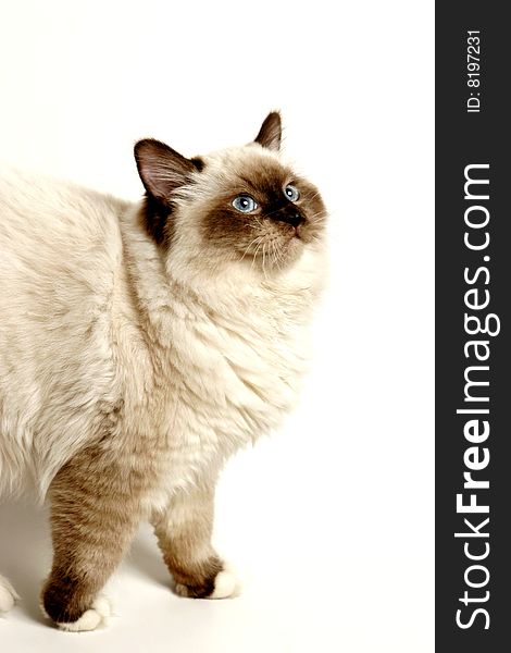 Cat on white background with soft shadow - vertical presentation. Cat on white background with soft shadow - vertical presentation