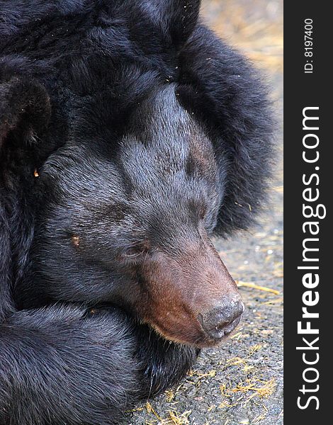 Close up of the muzzle of black bear