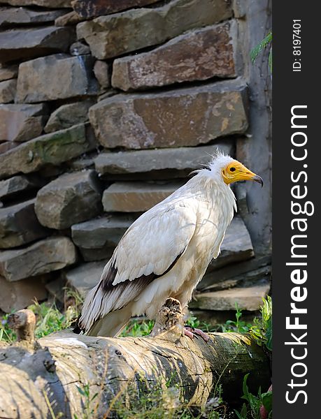 The Egyptian vulture sits on a log on a stone background