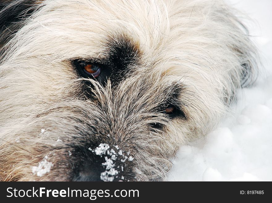 Sheep Dog Head On The Snow