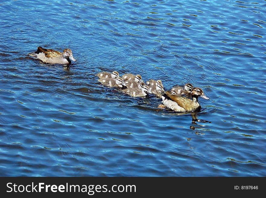 A mother duck and ducklings swimming in a pond