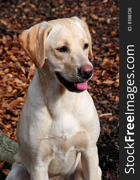 Shot of a cute labrador looking off camera. Shot of a cute labrador looking off camera