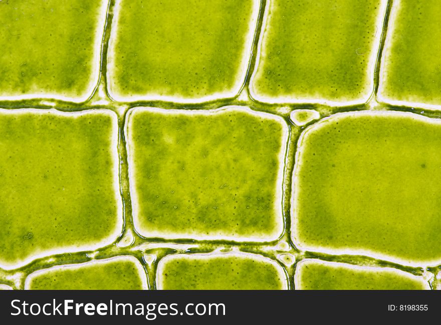 Crocodile skin green background macro. Crocodile skin green background macro