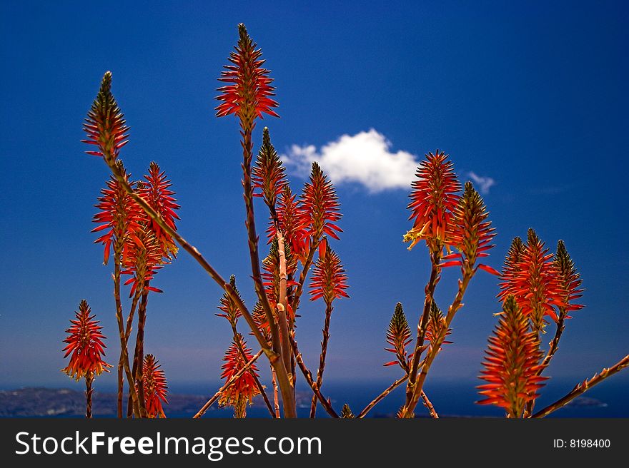 Red flowers against a blue sky and fluffy white cloud