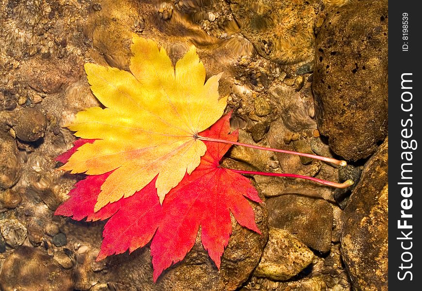 Pair Of Maple Leaves In Forest Stream