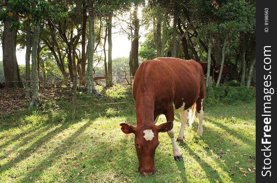 Cow backlit, sunlight streaming thru trees. Cow backlit, sunlight streaming thru trees