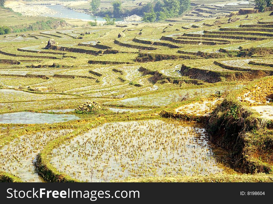 Rice terraces in the mountains near Sapa in Vietnam. Rice terraces in the mountains near Sapa in Vietnam