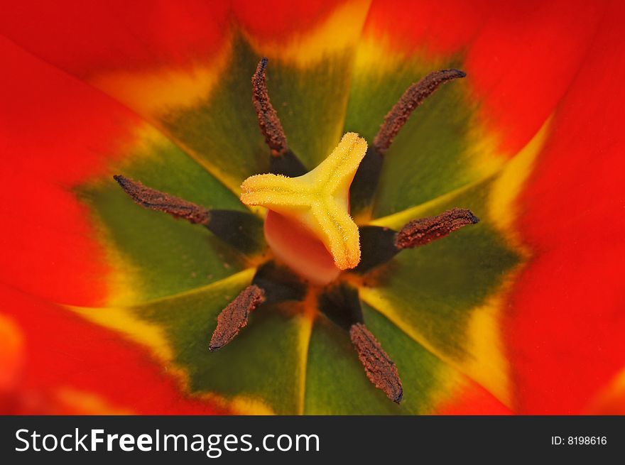 Red Tulip Flower Macro