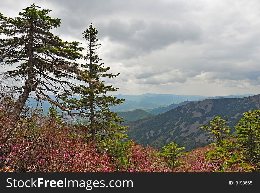 Mountain Landscape With Flowers And Firs
