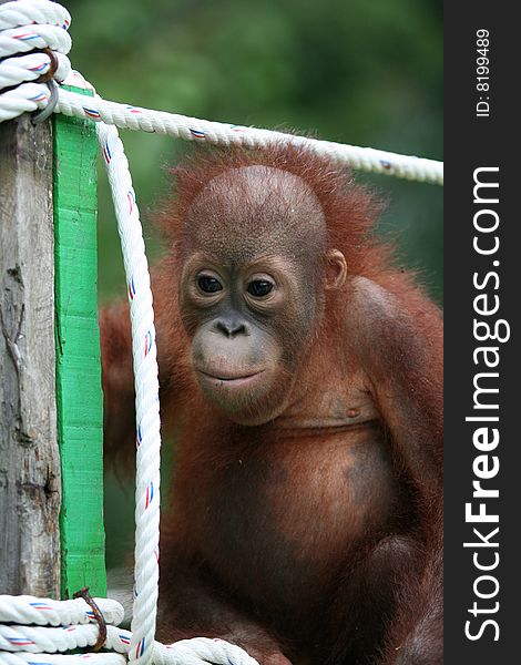 Baby ape sitting and looking pensive. Baby ape sitting and looking pensive