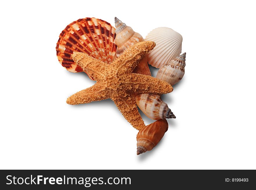 Group of sea shells and a starfish isloated on white with clipping paths. Group of sea shells and a starfish isloated on white with clipping paths.