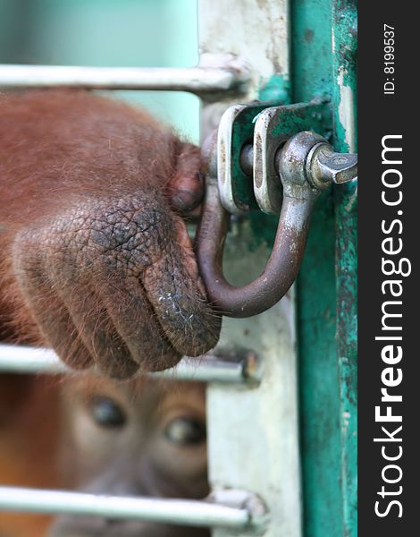 Orang utan in a cage holding the lock. Orang utan in a cage holding the lock